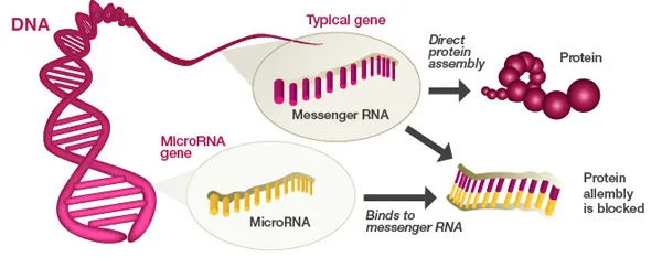 {'en': 'Microarns activates the death of insulin producing cells in diabetes (study)', 'es': 'microARNs activa la muerte de las células productoras de insulina en la diabetes (estudio)'} Image