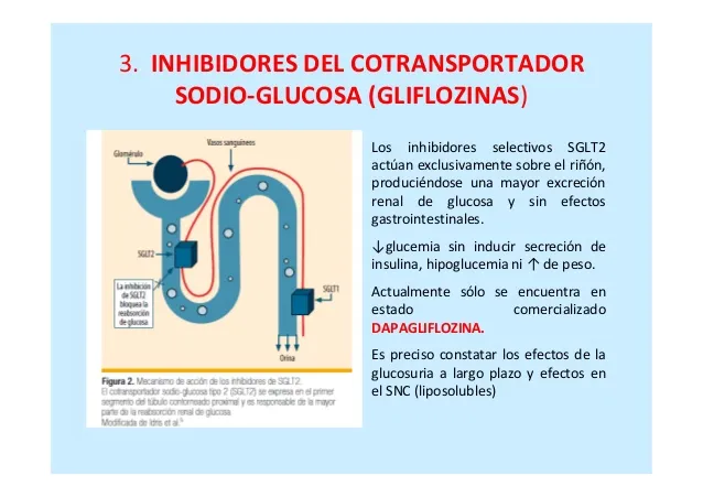 {'en': 'Urinate glucose to combat diabetes', 'es': 'Orinar la glucosa para combatir la diabetes'} Image