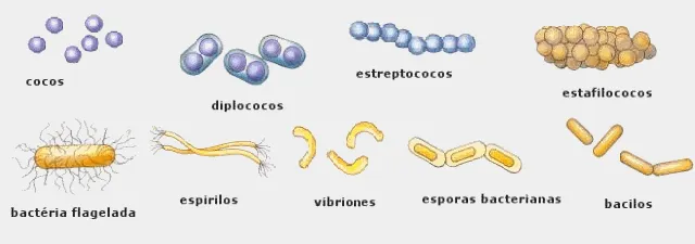 {'en': 'Having less microbes increases diabetes', 'es': 'Tener menos microbios hace aumentar diabetes'} Image