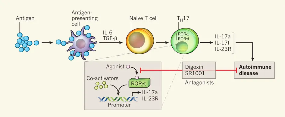 {'en': 'New compound that prevents the appearance of type 1 diabetes', 'es': 'Nuevo compuesto que impide la aparición de diabetes tipo 1'} Image