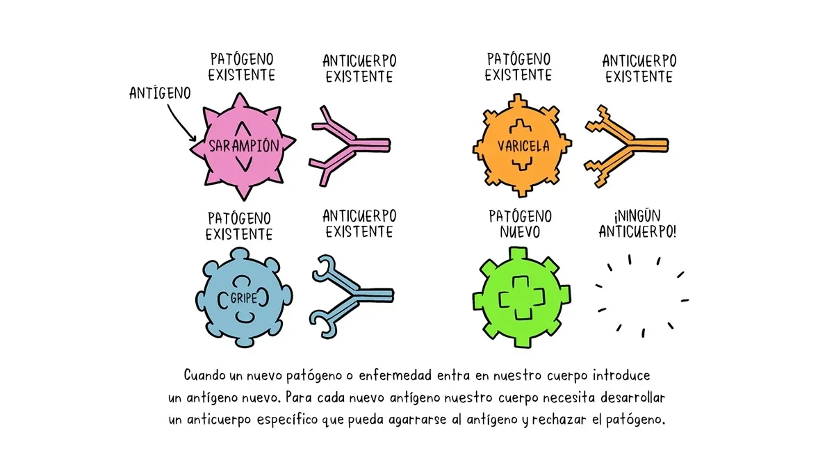 {'en': 'Doubt in antibodies', 'es': 'Duda en anticuerpos'} Image