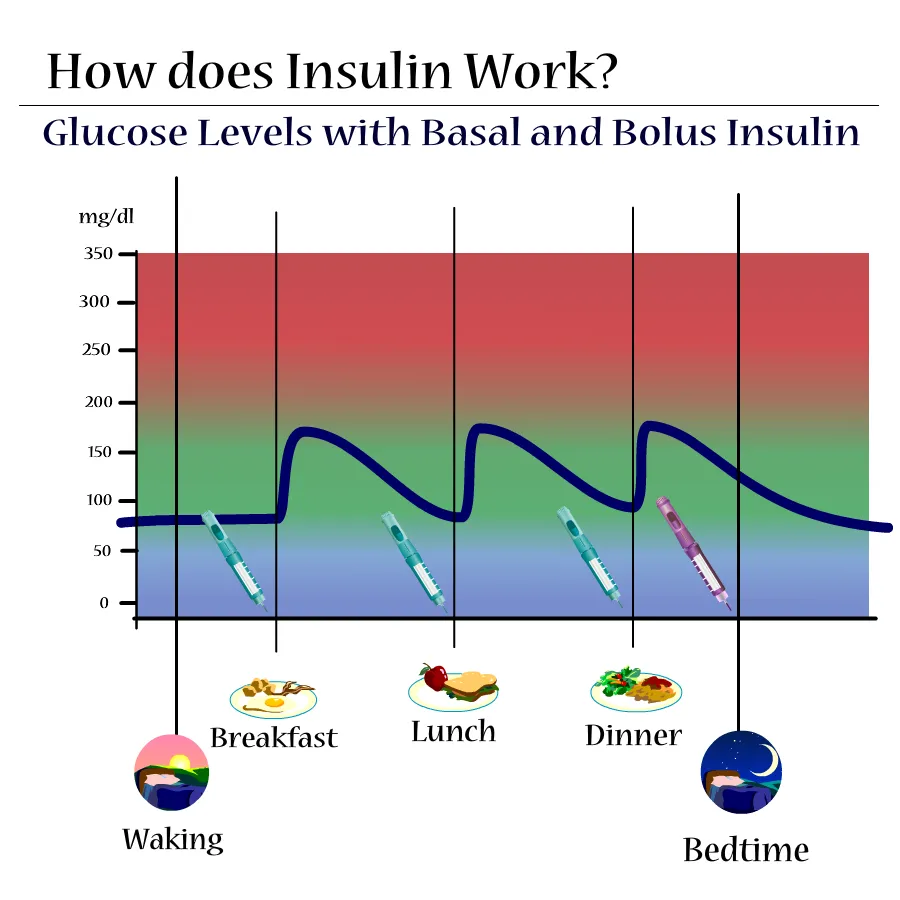 {'en': 'Basal insulin', 'es': 'Insulina basal'} Image