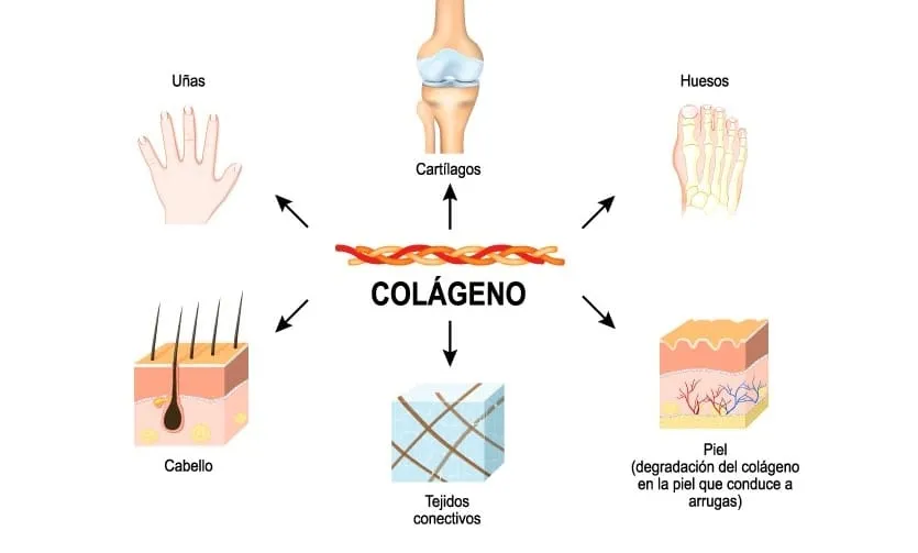 {'en': 'And the collagen?', 'es': '¿Y el colágeno?'} Image