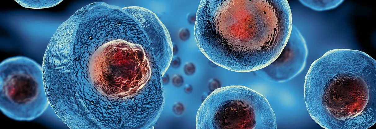 {'en': 'Identify cells that change work to combat diabetes', 'es': 'Identifican células que cambian de trabajo para combatir la diabetes'} Image