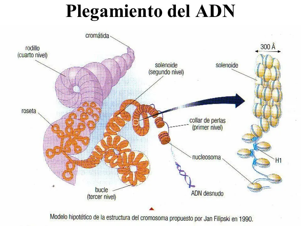 {'en': 'The incorrect folding of DNA in white blood cells increases the risk of type 1 diabetes', 'es': 'El plegamiento incorrecto del ADN en los glóbulos blancos aumenta el riesgo de diabetes tipo 1'} Image