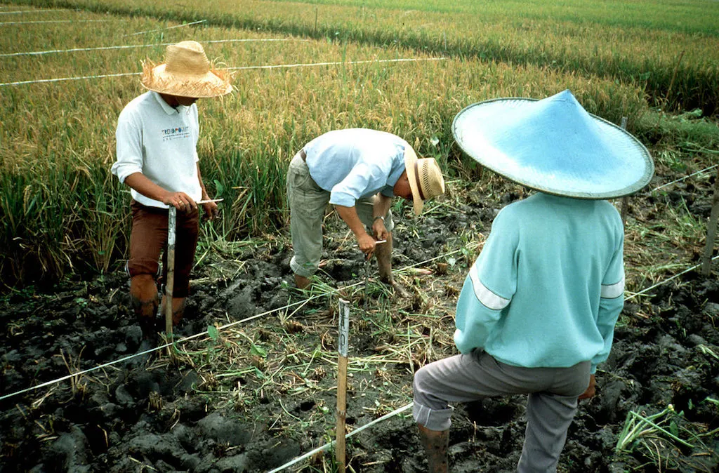 {'en': 'A new type of rice aims to fight diabetes in China', 'es': 'Un nuevo tipo de arroz apunta a combatir la diabetes en China'} Image