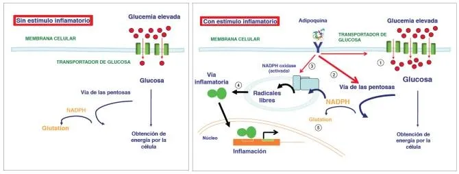 {'en': 'Inflammation is key in vascular deterioration associated with diabetes', 'es': 'La inflamación es clave en el deterioro vascular asociado a la diabetes'} Image