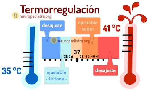 {'en': 'New biological route that can lead to treatments against type 2 diabetes', 'es': 'Nueva vía biológica que puede llevar a tratamientos contra la diabetes tipo 2'} Image