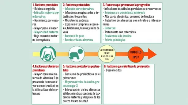 {'en': 'Environmental risk factors gain weight in type 1 diabetes', 'es': 'Los factores de riesgo ambientales ganan peso en la diabetes tipo 1'} Image