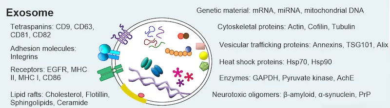 {'en': 'They find a possible cause of the immune attacks of type 1 diabetes', 'es': 'Hallan una posible causa de los ataques inmunes de la diabetes tipo 1'} Image