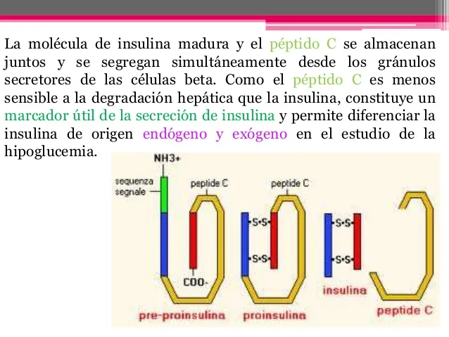 {'en': 'Pepid C and the end of the "honeymoon"', 'es': 'Peptido C y el final de la "luna de miel"'} Image