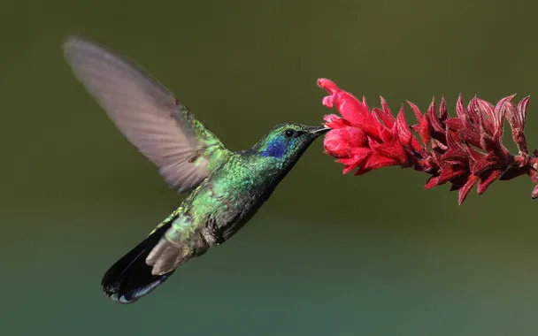 {'en': 'The hummingbird metabolism will shed light on human obesity', 'es': 'El metabolismo del colibrí arrojará luz sobre la obesidad humana'} Image