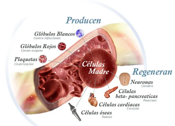 {'en': 'Diabetes alters the activity of bone stem cells', 'es': 'La diabetes altera la actividad de las células madre óseas'} Image