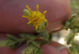 {'en': 'Israeli researchers discover flower who can treat diabetes', 'es': 'Investigadores israelíes descubren flor que puede tratar la diabetes'} Image