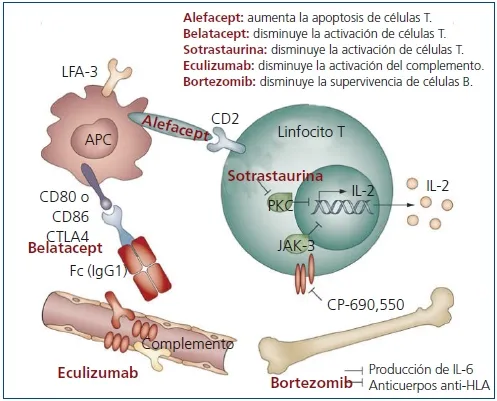 {'en': 'Alefacept would delay the advance of diabetes 1 in newly diagnosed', 'es': 'Alefacept retrasaría el avance de diabetes 1 en recién diagnosticados'} Image